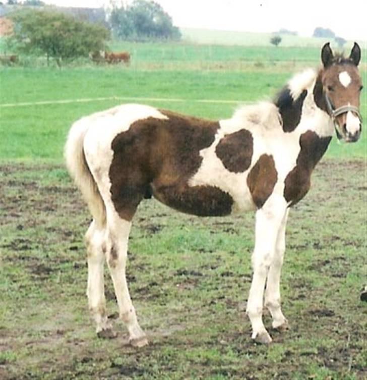 Pinto †Wivarto<3R.I.P 14/9-10;/† - det er mig som føl::o)//foto: Camilla(min ride lær) billede 4