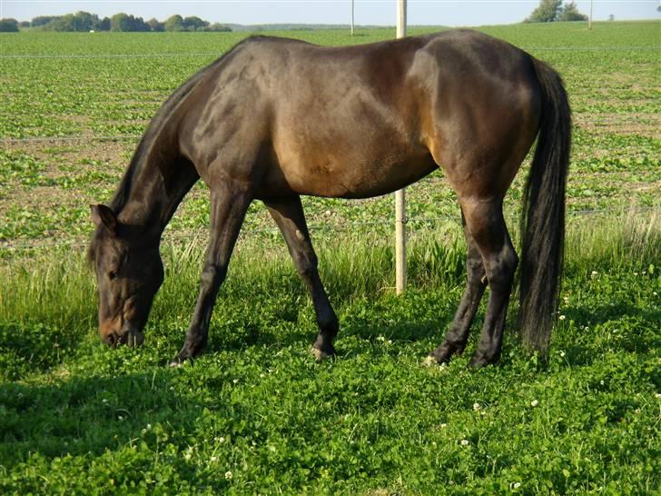 Traver Hippolitta *solgt* - Foldhygge... billede 1