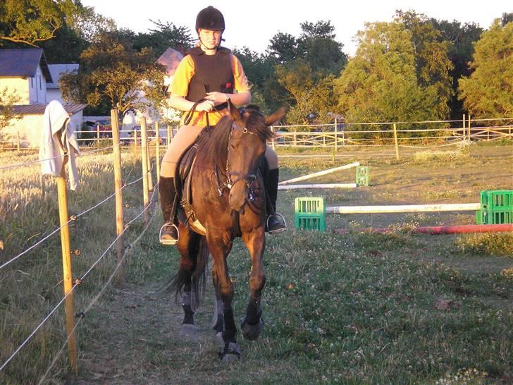 Traver Hippolitta *solgt* - Afslutning af spring. billede 2