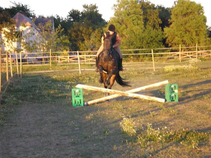 Traver Hippolitta *solgt* - Vores spring debut.. billede 3