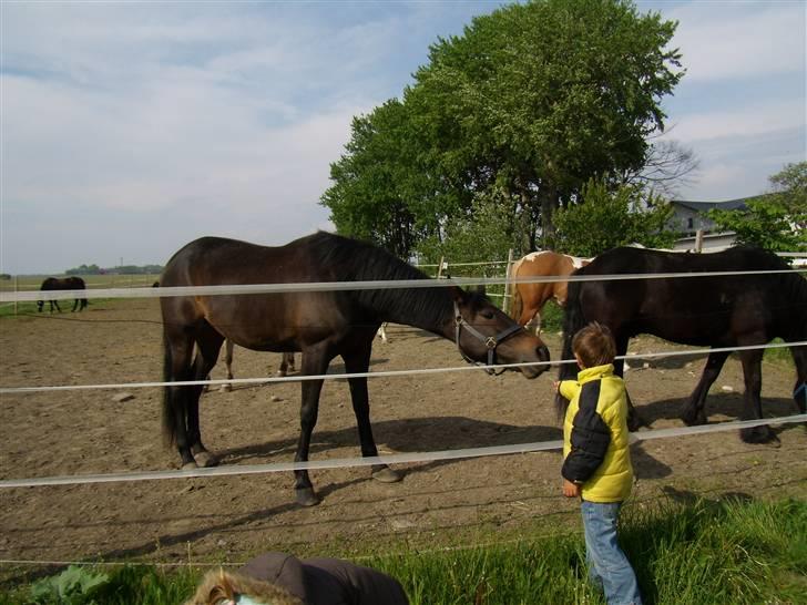 Traver Hippolitta *solgt* - "Gir du mig det græs?" billede 4