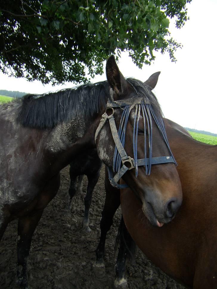 Traver Hippolitta *solgt* - Række tunge kan jeg også.. billede 5