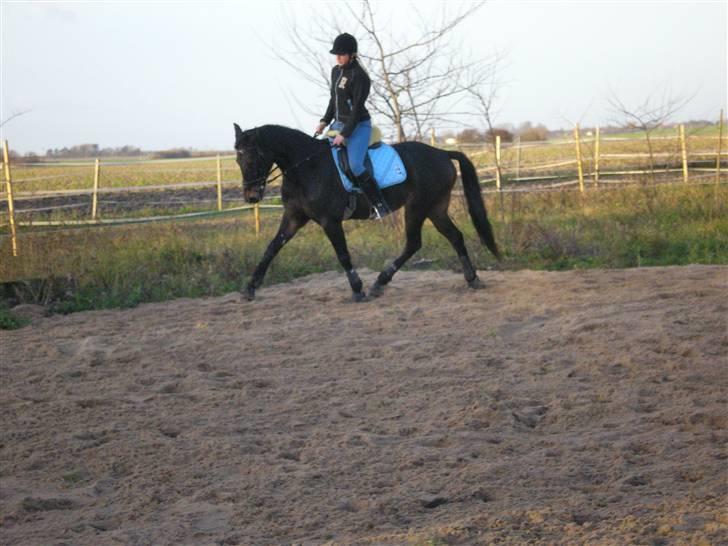 Traver Hippolitta *solgt* - Dressur kan vi også.. billede 6