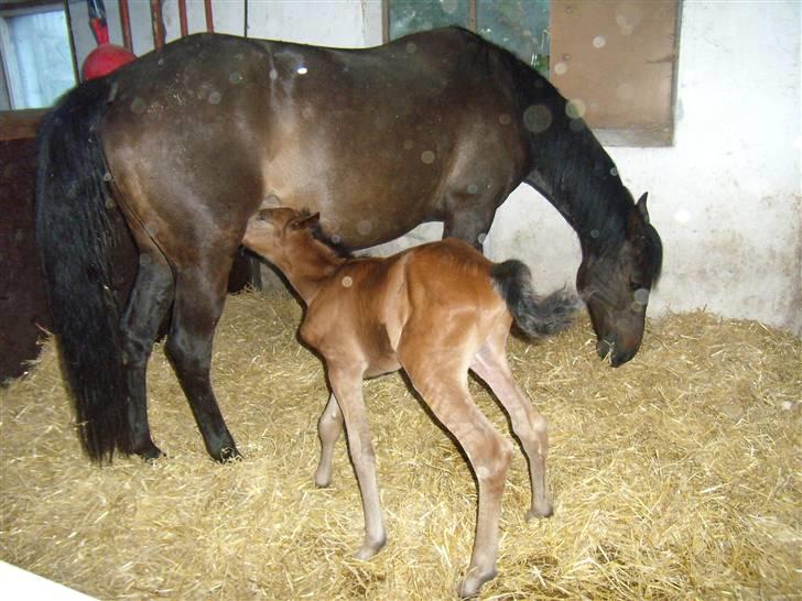 Traver Hippolitta *solgt* - Med hendes føl et par timer efter folingen... billede 7