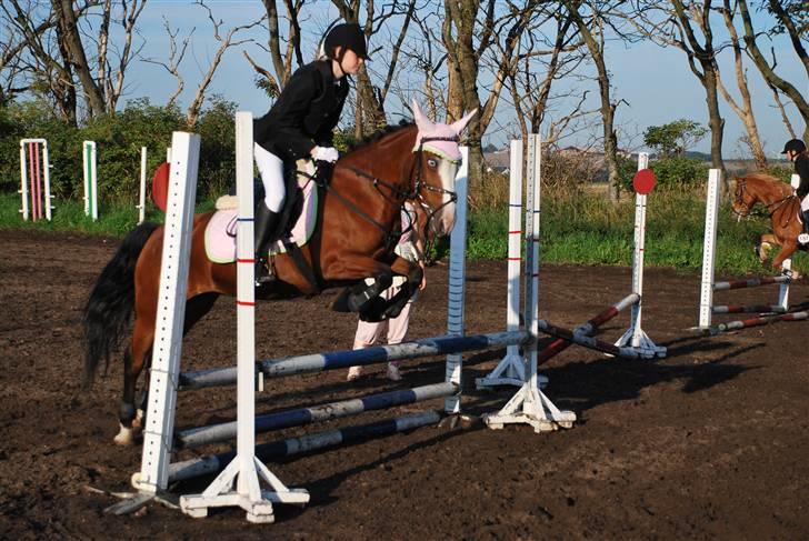 New Forest Lady-sky <3 -SOLGT- - Springstævne i Nordthy, på opvarmningen! :b billede 14