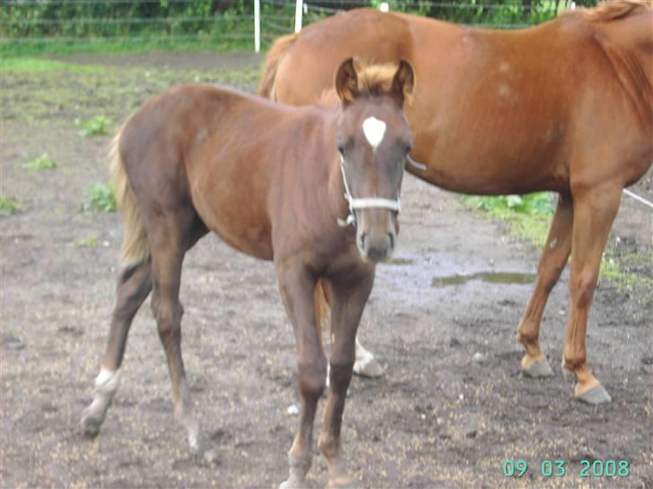 Dansk Varmblod kolindgaards maggiSOLGT billede 10