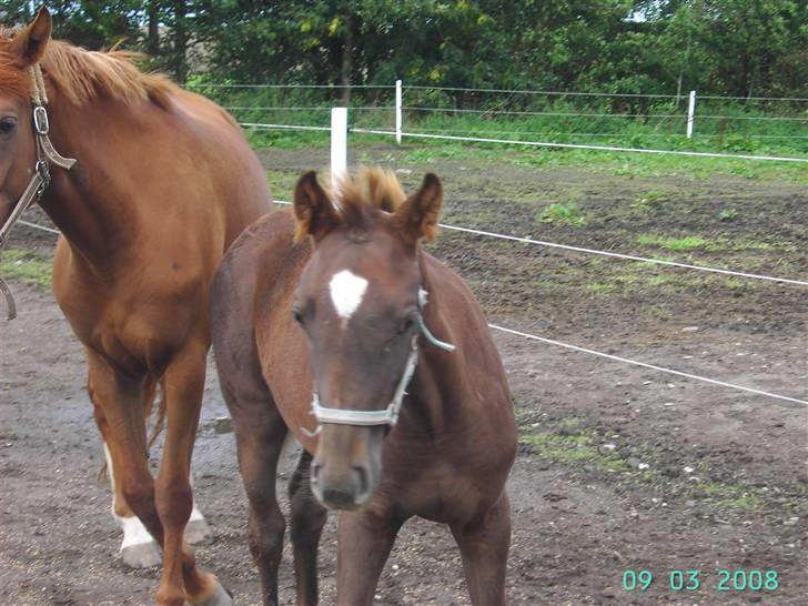 Dansk Varmblod kolindgaards maggiSOLGT billede 11