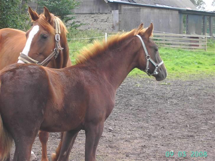 Dansk Varmblod kolindgaards maggiSOLGT billede 12