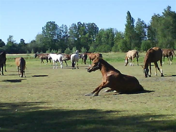 Islænder <3 Toke <3 :´) billede 19