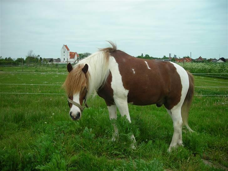 Pinto Prins zultan <3 R.I.P. - Min gudeskønne pony <3 billede 2