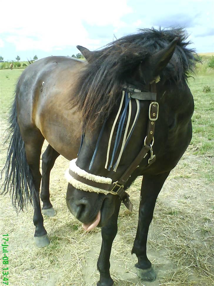 Hollandsk Sportspony Black Boy *Bedste Hest* - SAVNET!!  - Black boy rækker tungen :) (min frækkert) xD billede 14