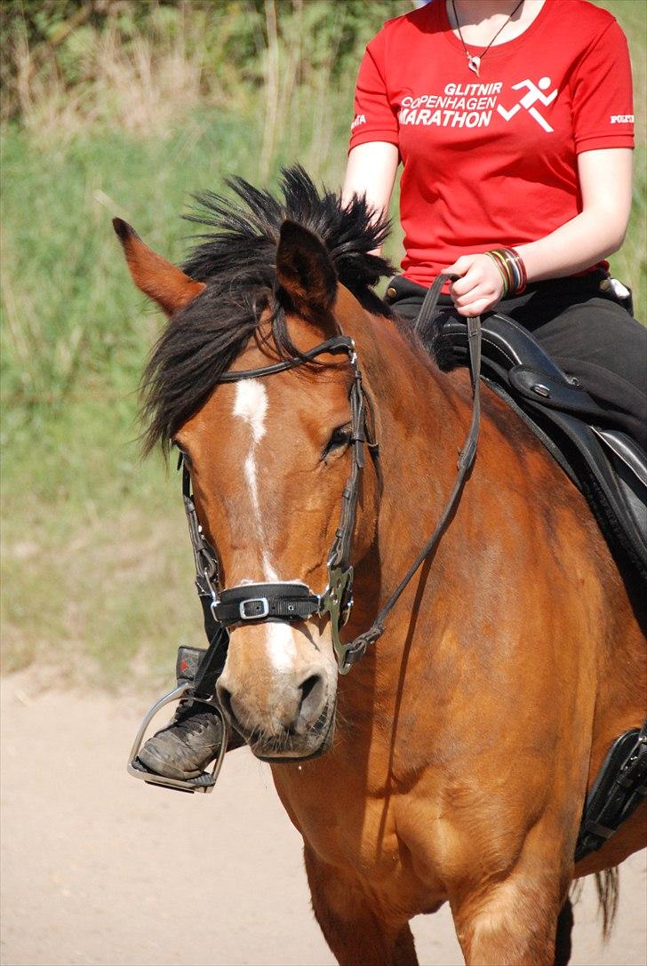 Anden særlig race Chateâu - [Julie] - April 2011. Lækkert billede! billede 7