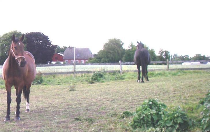 Oldenborg Smilla Stream Valley billede 19