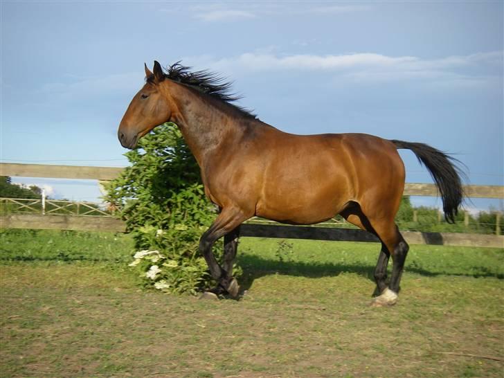 Oldenborg Smilla Stream Valley - min tykke men elskede Gøllemølle :D billede 20