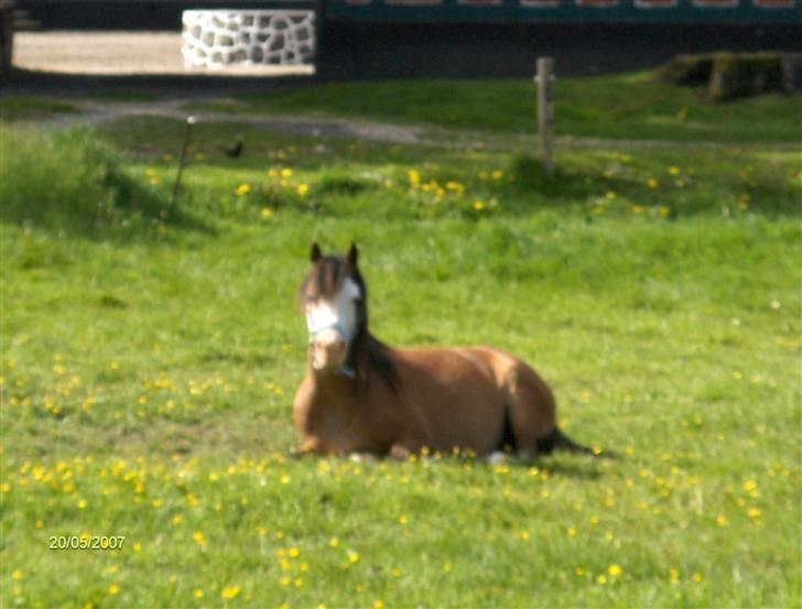 Welsh Pony af Cob-type (sec C) Solgt  - Blue Angel :-) - Så er det tid til en slapper på marken :-) billede 6
