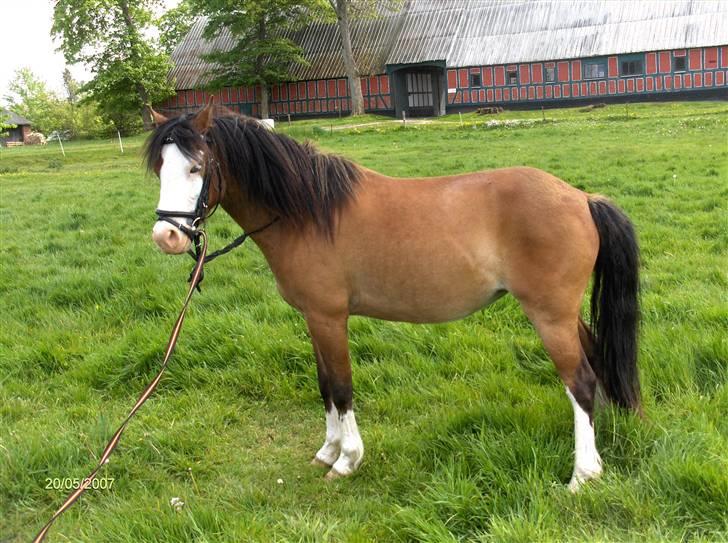 Welsh Pony af Cob-type (sec C) Solgt  - Blue Angel :-) - Klar til at blive longseret på marken. billede 8