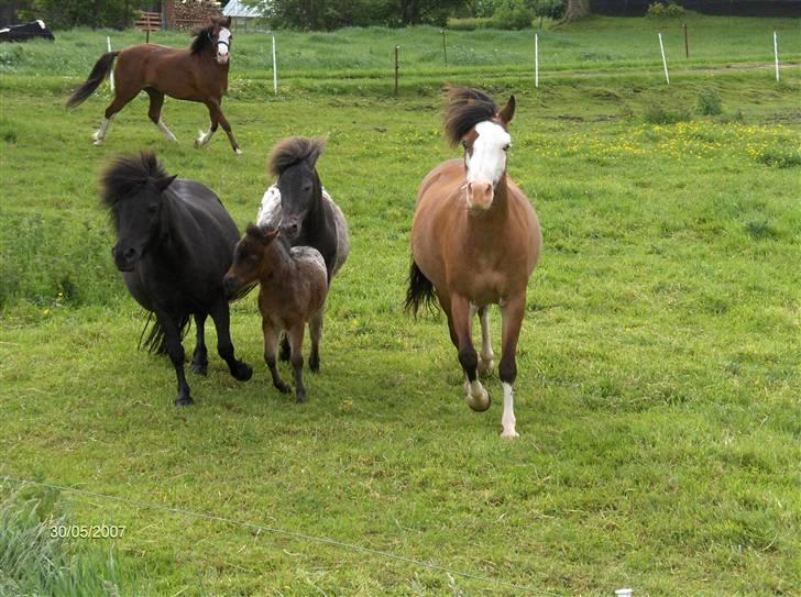 Welsh Pony af Cob-type (sec C) Solgt  - Blue Angel :-) - Hygge på folden med de andre ponyer :-) billede 9