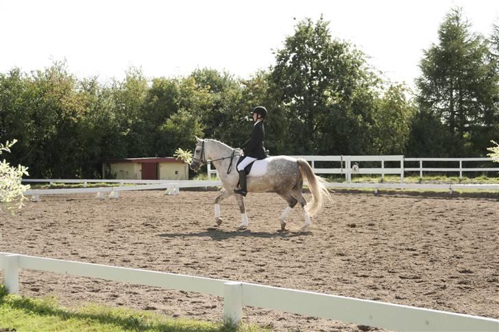 DSP Mon Dieu billede 14