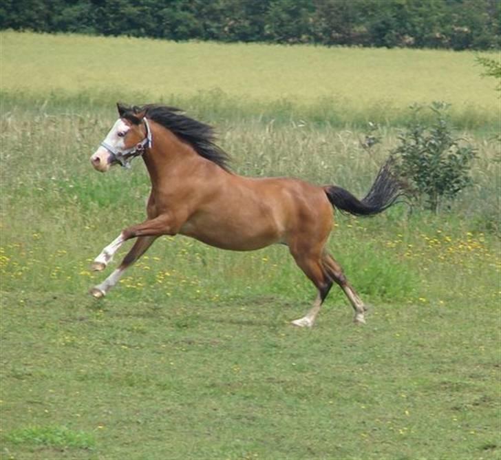 Welsh Pony af Cob-type (sec C) Solgt  - Blue Angel :-) - Blue på besøg i Gram ved hingsten Santano. Hun gør sig lige lækker :-) billede 10