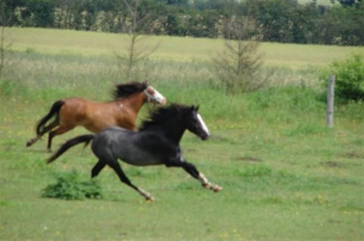 Welsh Pony af Cob-type (sec C) Solgt  - Blue Angel :-) - Blue og Santano - smukt par :-) billede 11