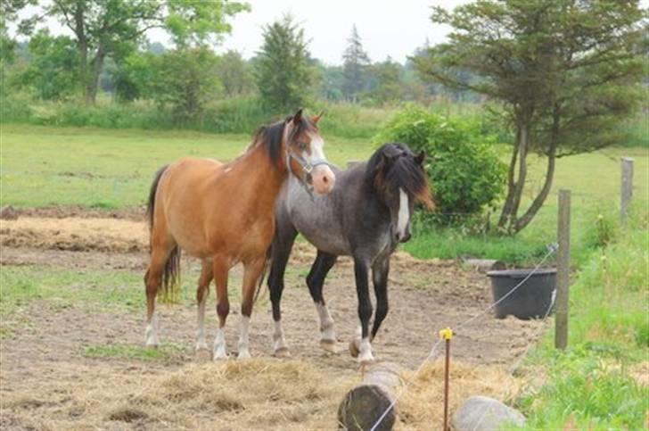 Welsh Pony af Cob-type (sec C) Solgt  - Blue Angel :-) - Blue og Santano ! billede 12