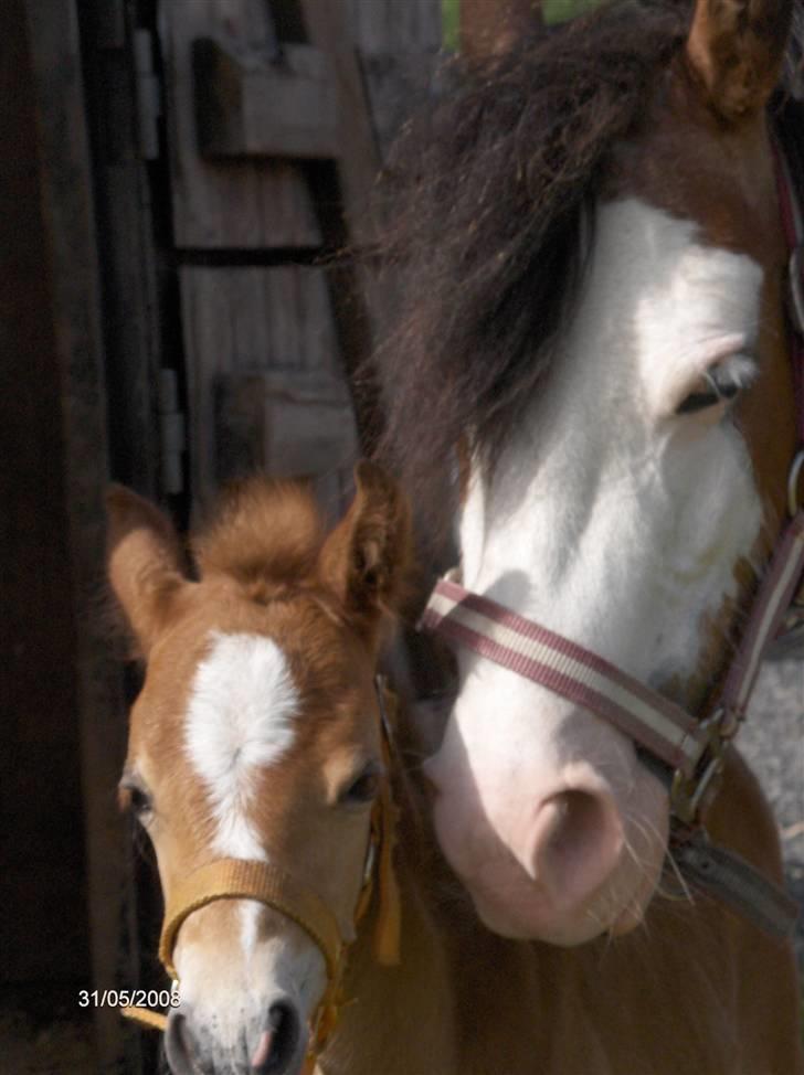 Welsh Pony af Cob-type (sec C) Solgt  - Blue Angel :-) - Mor og datter hygger på folden :-) billede 18
