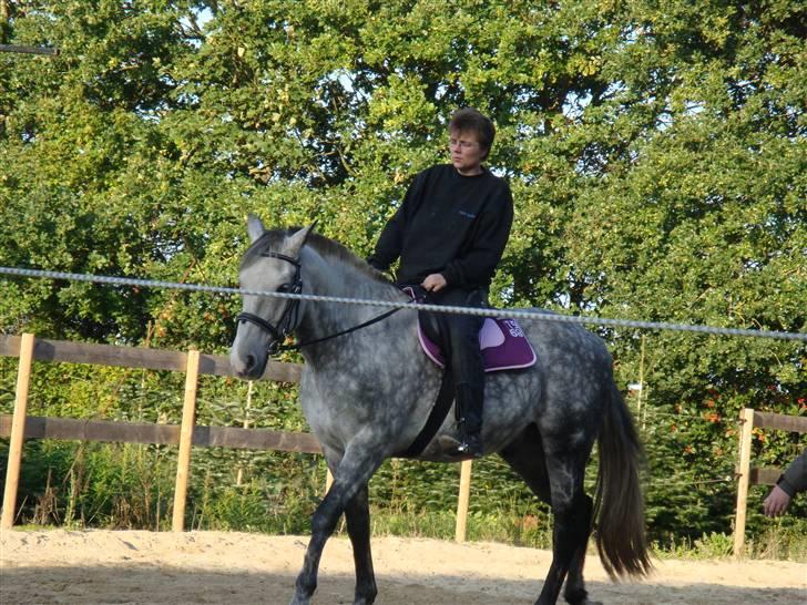 Cruzado Thorsvang´s Don Juan - hyp hyp  lille don billede 10