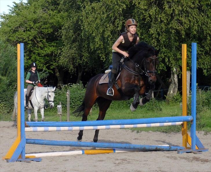 Anden særlig race Stella (solgt) - [7] Spring d. 21 juni 2010.  Foto: jus billede 7