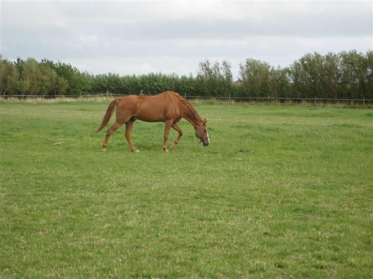 Fuldblod (XX) Dior- På de evige græsmarker :( - Dior på marken - Dagen hvor han kom til Fanø.. billede 2