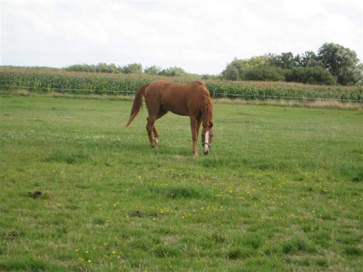 Fuldblod (XX) Dior- På de evige græsmarker :( - Dior på marken - Dagen hvor han kom til Fanø.. billede 3