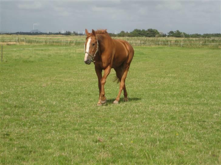Fuldblod (XX) Dior- På de evige græsmarker :( - Dior på marken - Dagen hvor han kom til Fanø.. billede 4
