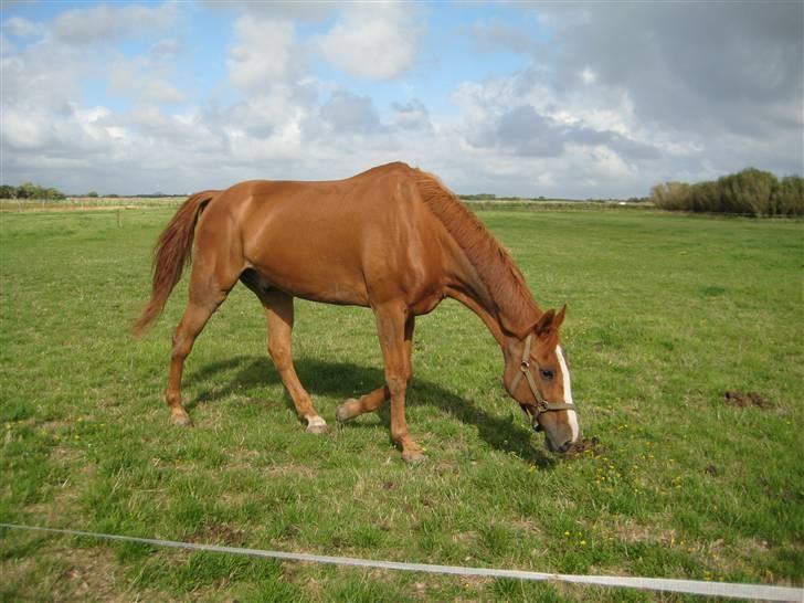 Fuldblod (XX) Dior- På de evige græsmarker :( - Dior på marken - Dagen hvor han kom til Fanø.. billede 5