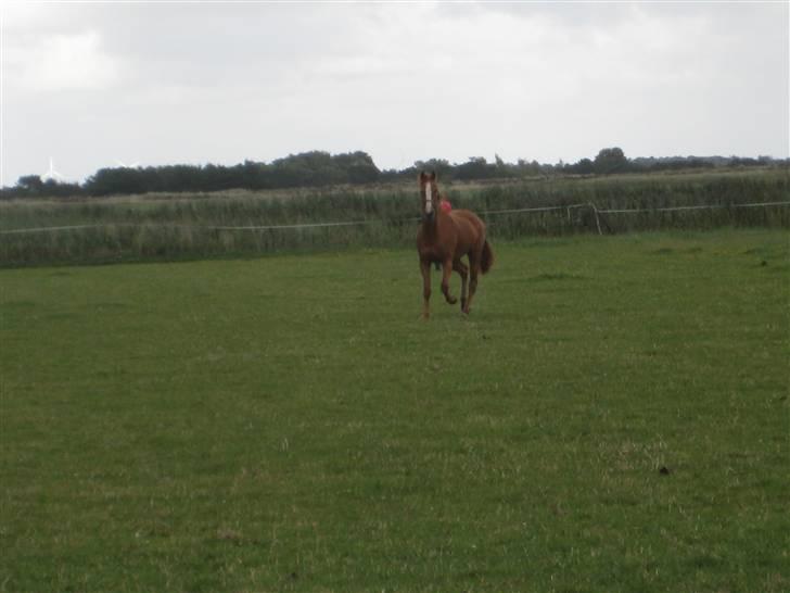 Fuldblod (XX) Dior- På de evige græsmarker :( - Dior på marken - Dagen hvor han kom til Fanø.. billede 6