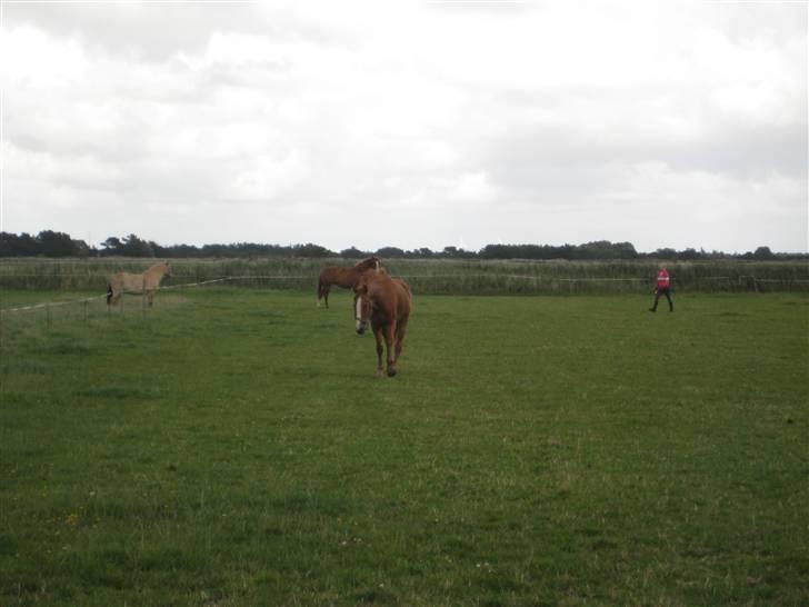 Fuldblod (XX) Dior- På de evige græsmarker :( - Dior på marken - Dagen hvor han kom til Fanø.. billede 7