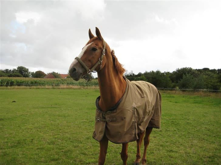 Fuldblod (XX) Dior- På de evige græsmarker :( - Smukke Dior<3 billede 8