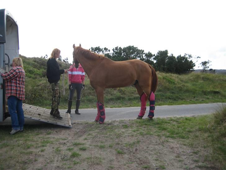 Fuldblod (XX) Dior- På de evige græsmarker :( - Lige kommet til Fanø, "Hans første skridt på Øen" billede 9