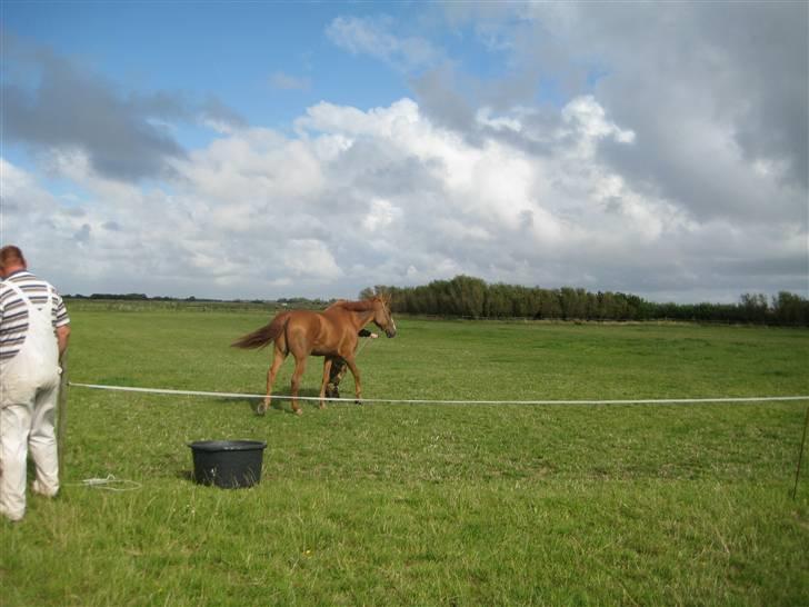 Fuldblod (XX) Dior- På de evige græsmarker :( - Bliver trukket ud på marken første gang.. billede 10