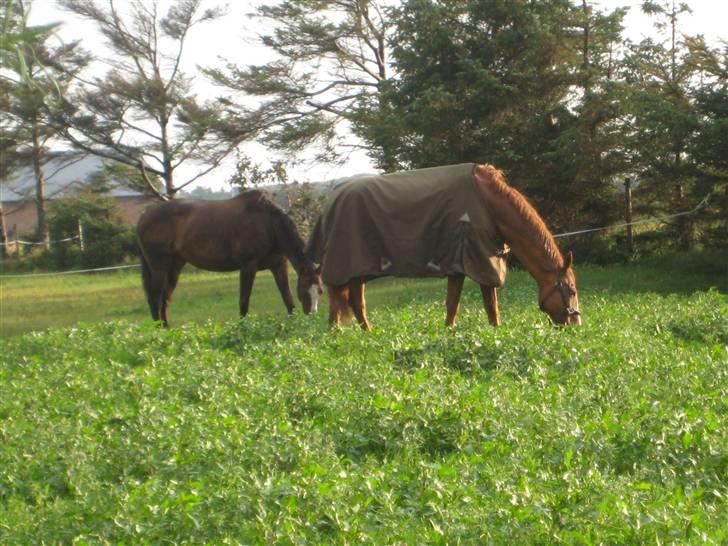 Fuldblod (XX) Dior- På de evige græsmarker :( - På marken derhjemme sammen med Sky.. billede 11