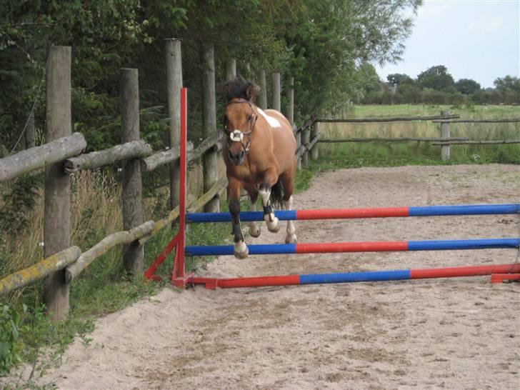 Anden særlig race Holmgaards Jazmin tidl pt - Løsspringning 2008 billede 5