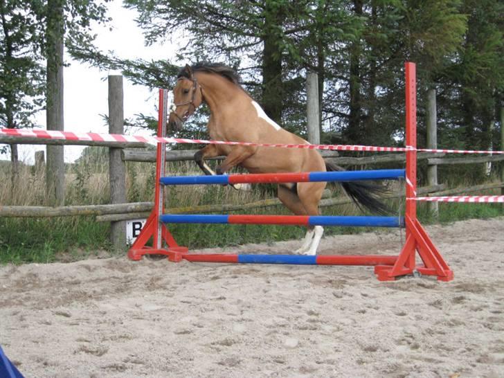 Anden særlig race Holmgaards Jazmin tidl pt - Løsspringning 2008 billede 6