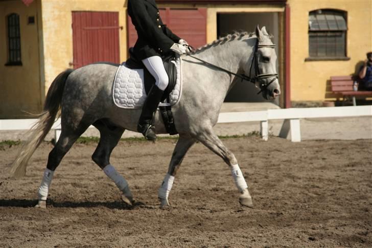 DSP Mon Dieu - Middeltrav.. fik rigtig gode point for øgningerne den dag!.. :) billede 16