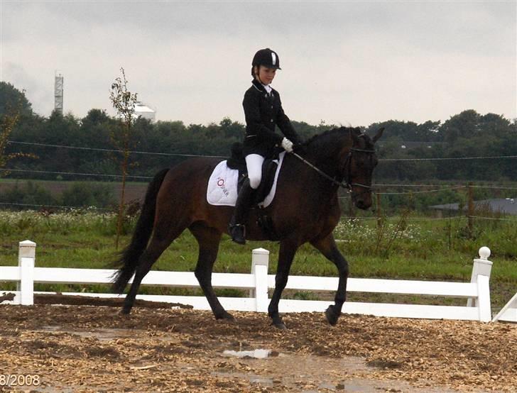 Anden særlig race Aladdin<3 (Solgt) - Han gik bare super den dag (; - LIge meget om banen er totalt smadret, går du bare (: billede 15