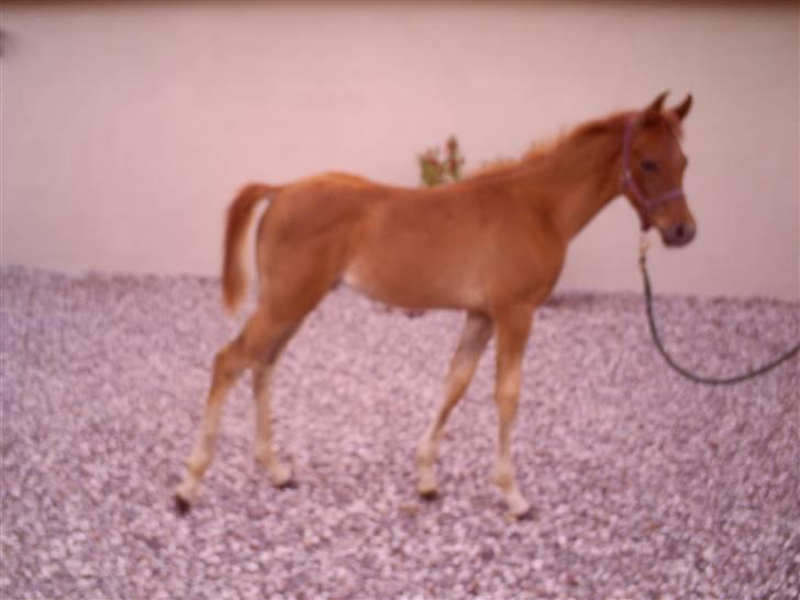 Arabisk fuldblod (OX) Shahefa MG Ibn ibn Wash billede 8