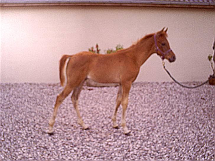 Arabisk fuldblod (OX) Shahefa MG Ibn ibn Wash billede 9