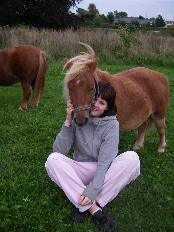 Shetlænder Præstmark ´s Smut  *DØD*  - Han er en hygge pony,:P billede 3