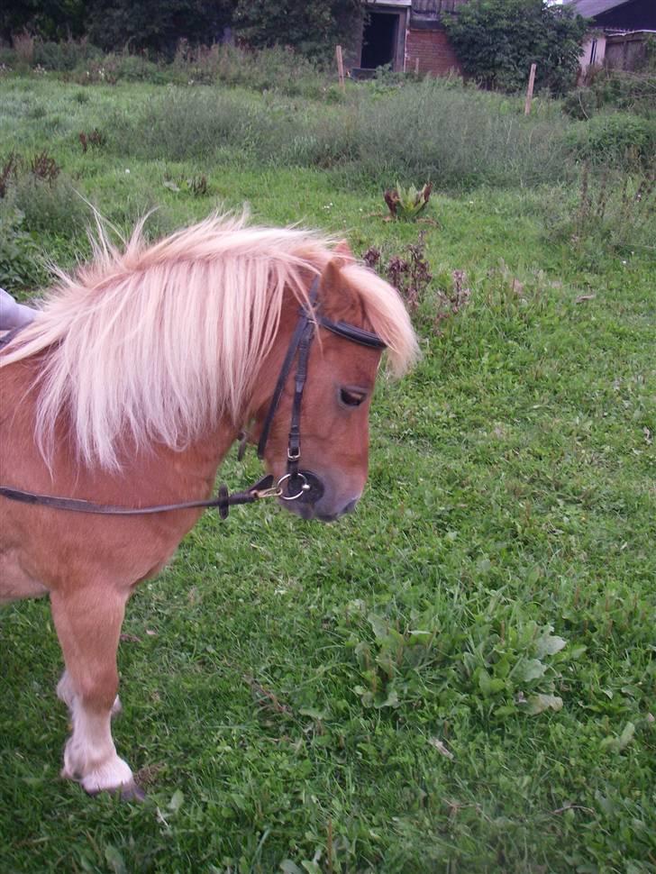 Shetlænder Præstmark ´s Smut  *DØD*  - Han kan også være fin..  billede 7
