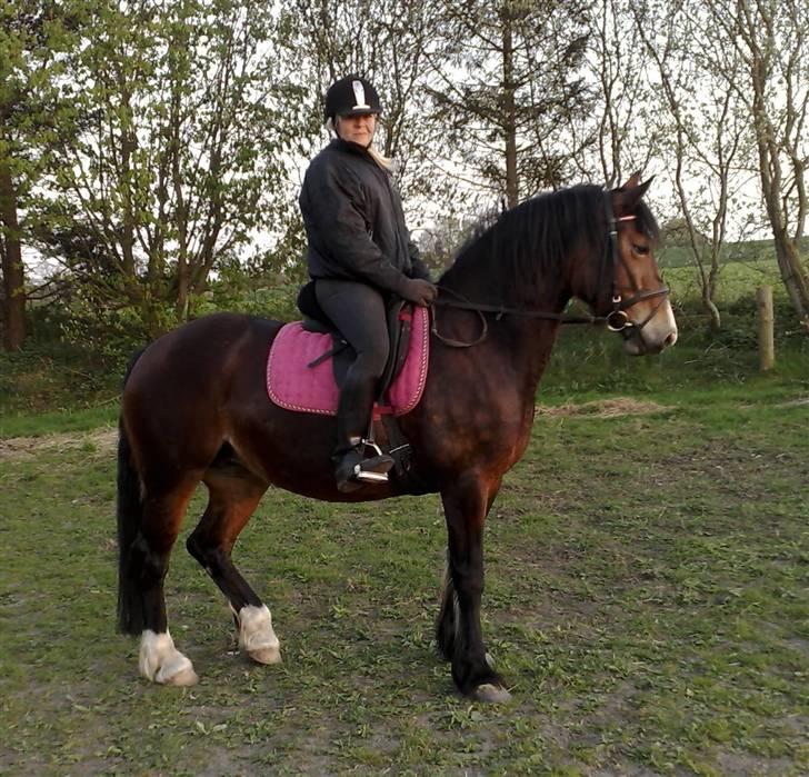 Welsh Cob (sec D) lindberg(den)nellie (os)  billede 13