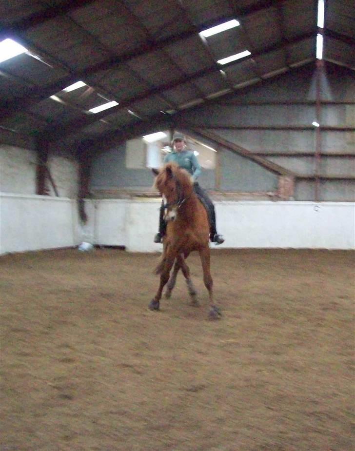 Frederiksborg Sir Lancelot billede 14