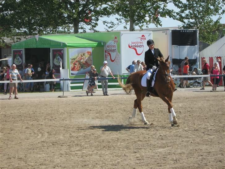 Frederiksborg Sir Lancelot billede 17