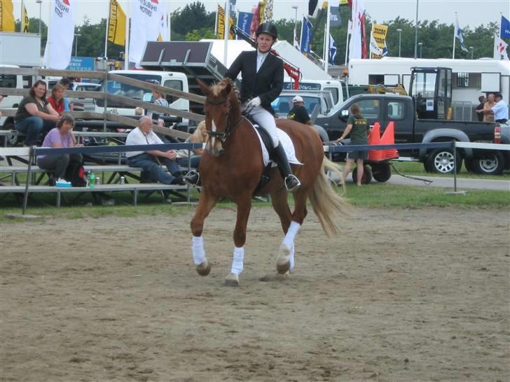 Frederiksborg Sir Lancelot billede 18